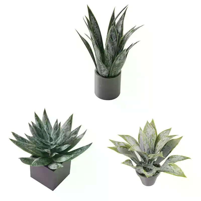 Miniatura de Planta de Aloe Ve - Aloe Vera Pot avaliação e preço