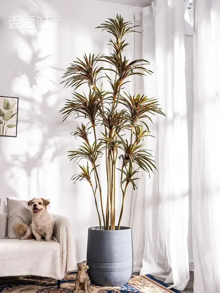 Dracaena de Simulação, Dracaen - Dracaena Marginata avaliação e preço