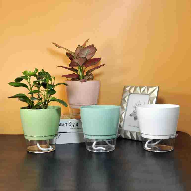 Flor preguiçosa com furo de dr - Aloe Vera Pot avaliação e preço