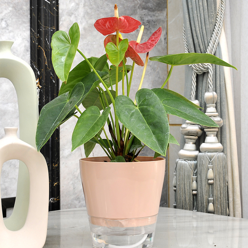 Flor preguiçosa com furo de dr - Aloe Vera Pot avaliação e preço