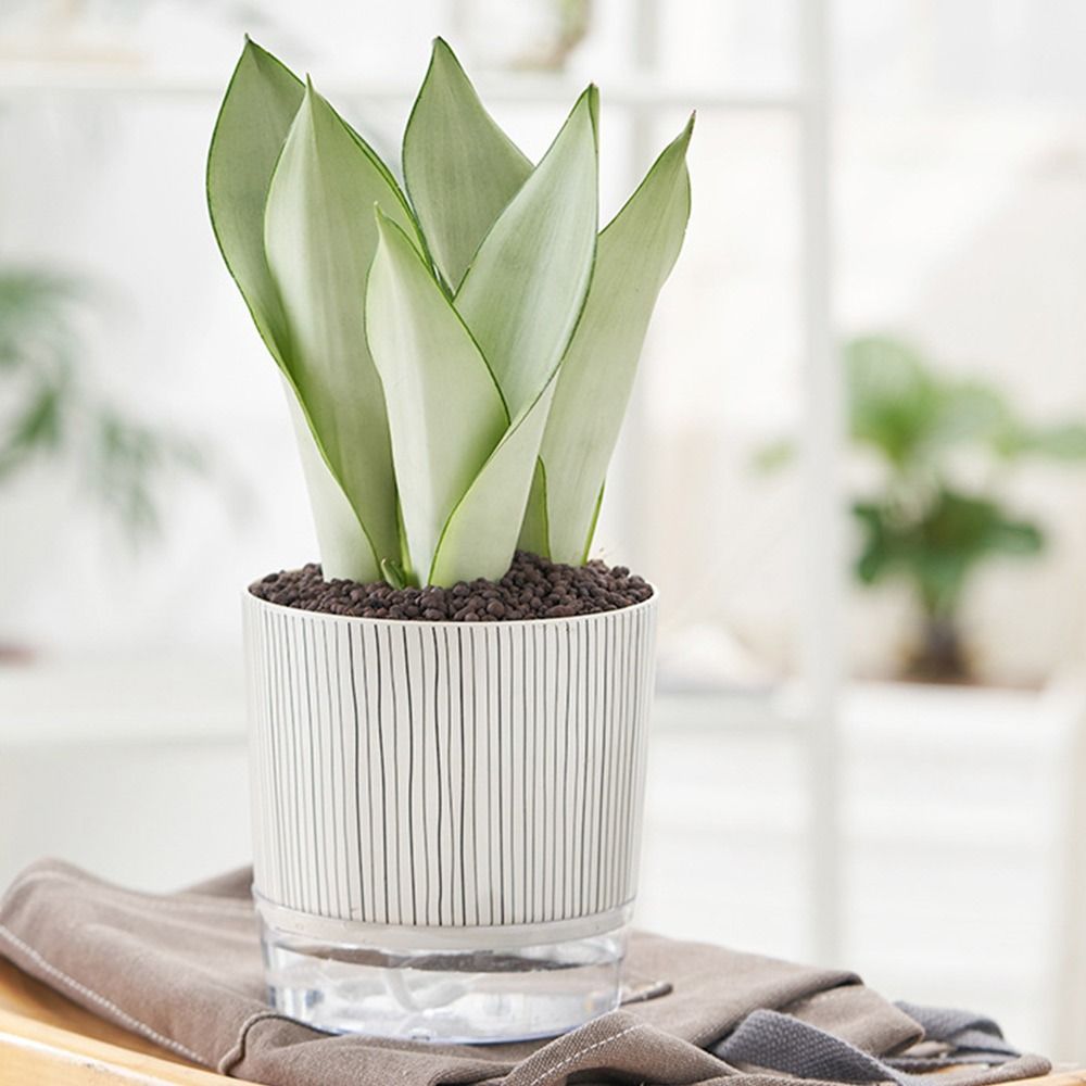 Vaso Transparente Autoirrigáve - Aloe Vera Pot avaliação e preço